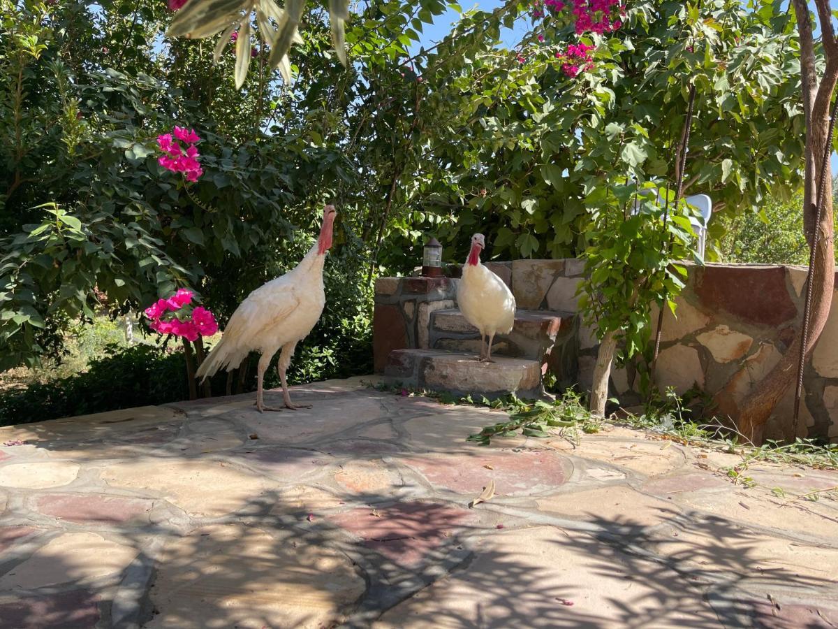 Naseem Country House Al Ula Exterior photo